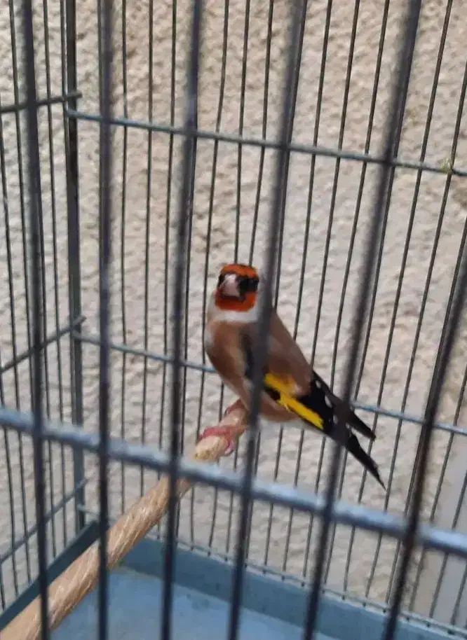 سهره دوساله پامست.انگشتر.قناری.گرینجک.عروس هلندی|پرنده|کرمانشاه, |دیوار