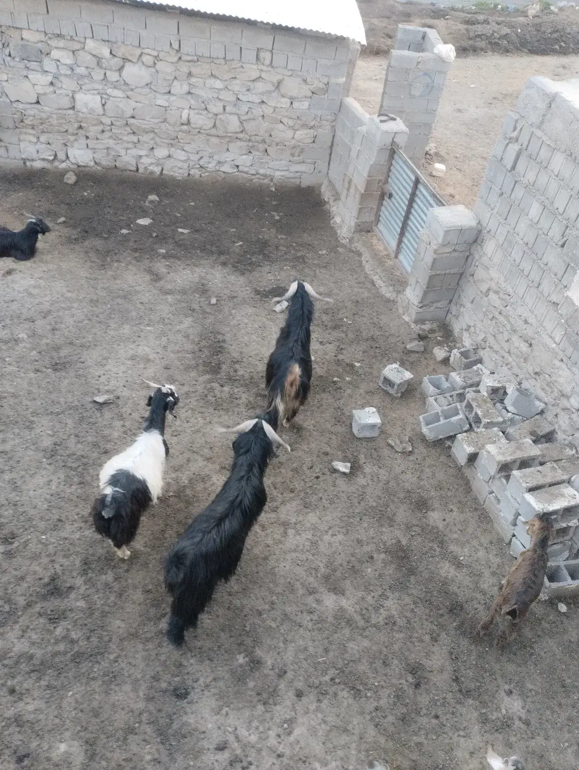 بز فروشی|حیوانات مزرعه|دهدشت, |دیوار