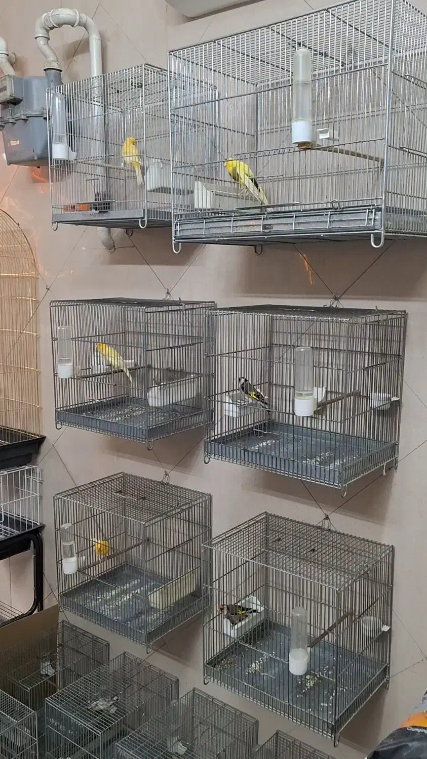 قناری سهره یاسمین گرینچیک قفس|پرنده|تهران, گرگان|دیوار