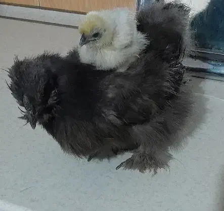 تخم مرغ ابریشمی|حیوانات مزرعه|بهارستان, |دیوار