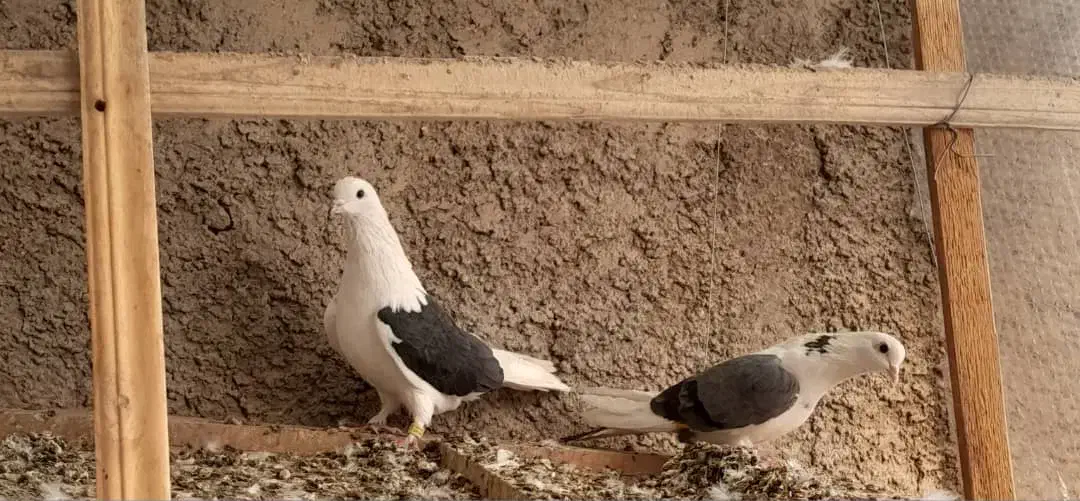 کبوتر|پرنده|تهران, زرکش|دیوار