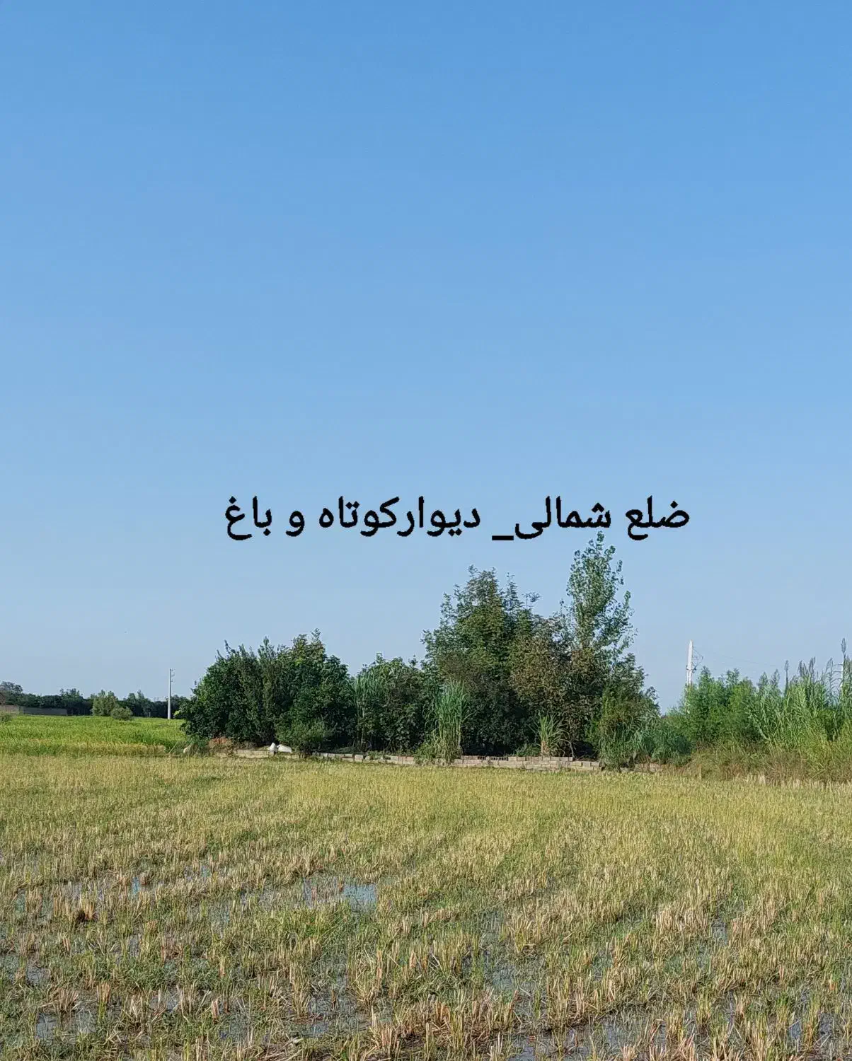 فروش زمین کشاورزی|فروش زمین و ملک کلنگی|زرگرشهر, |دیوار