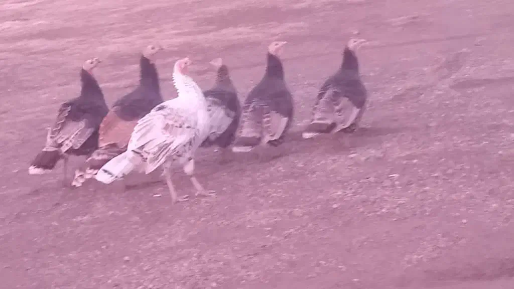 ۶عدد بوقلمون دونه ای ۲۶۰۰|حیوانات مزرعه|دشتک, |دیوار