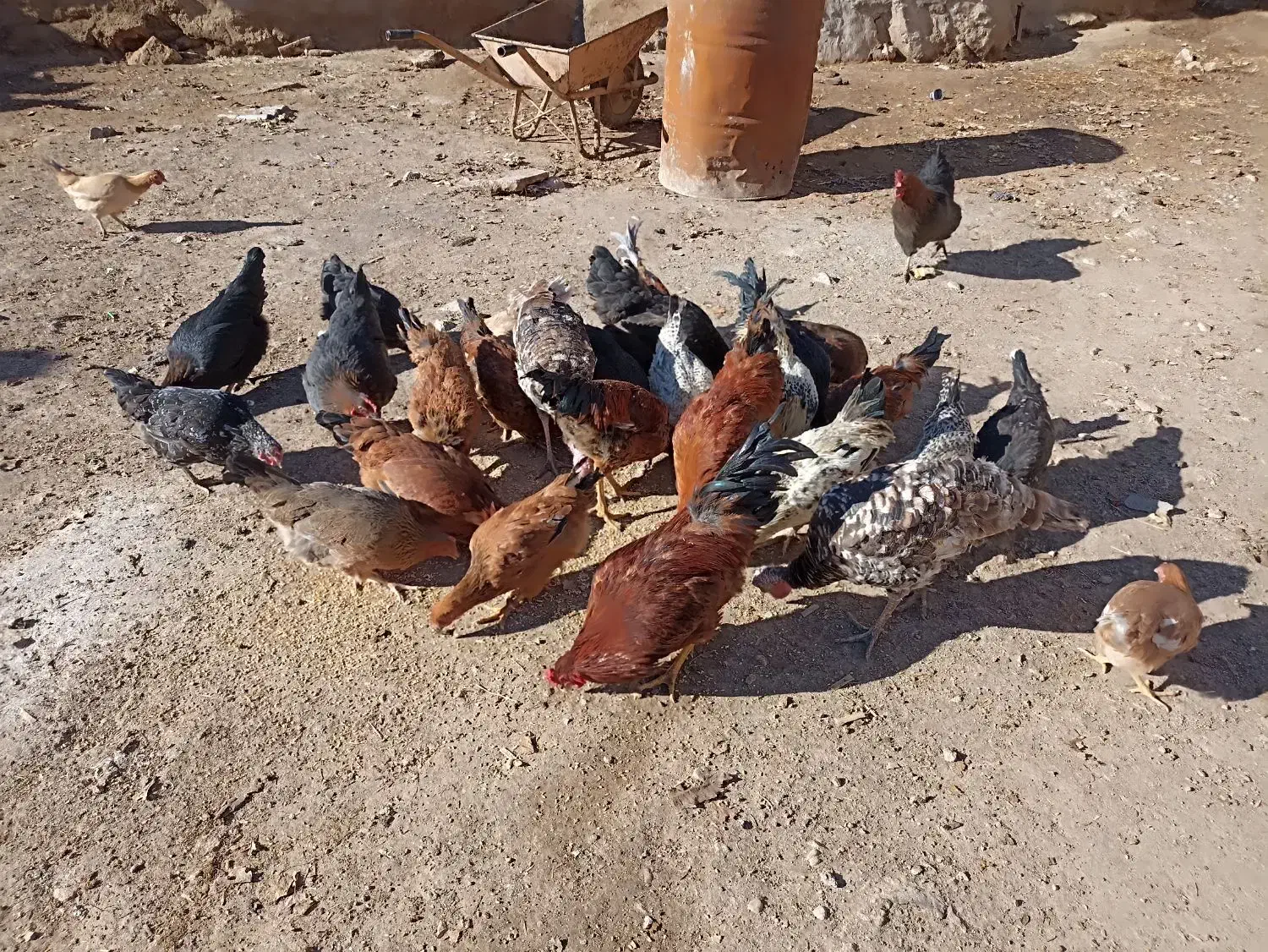 4عددخروس|حیوانات مزرعه|بیرانوند, |دیوار