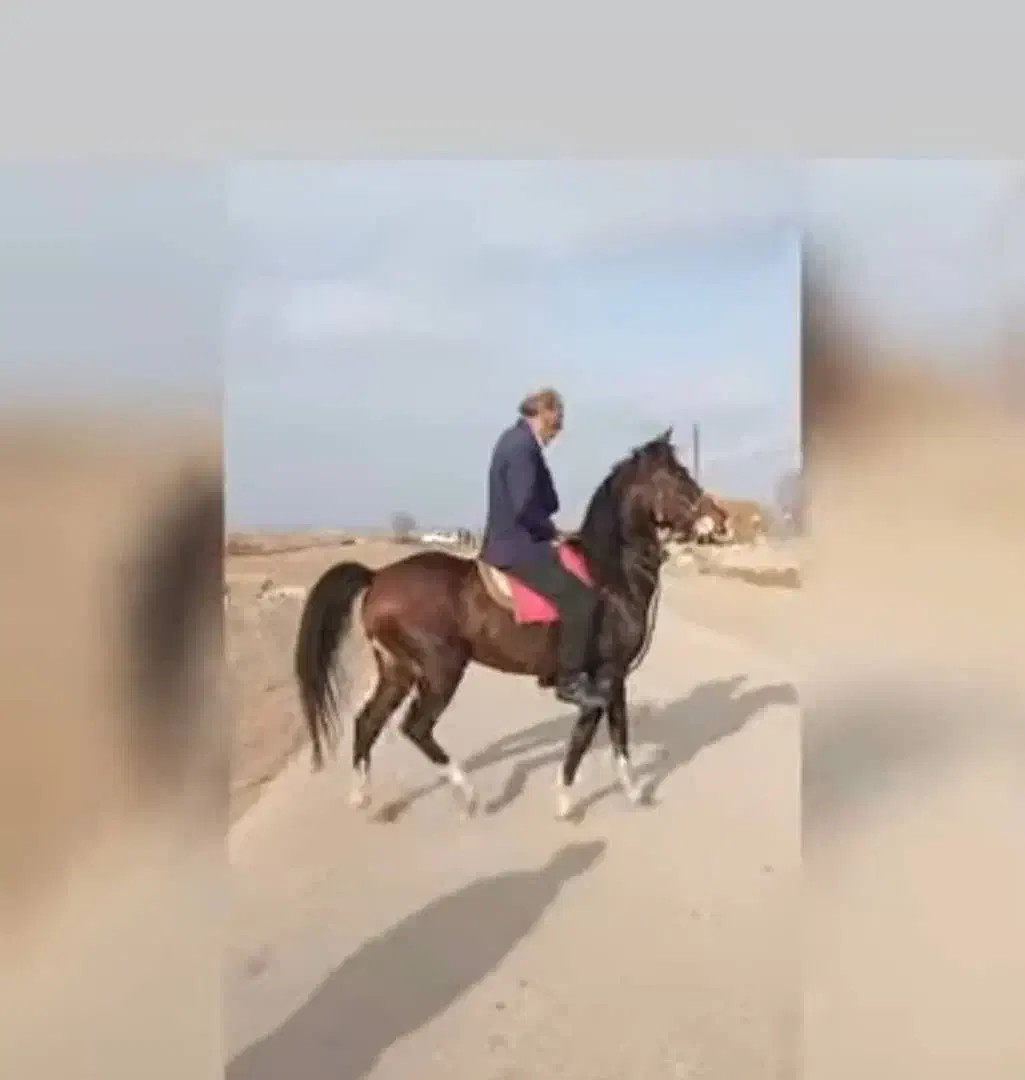 دوعدد اسب عالی جهت برکت|اسب و تجهیزات اسب‌سواری|پارس‌آباد, |دیوار