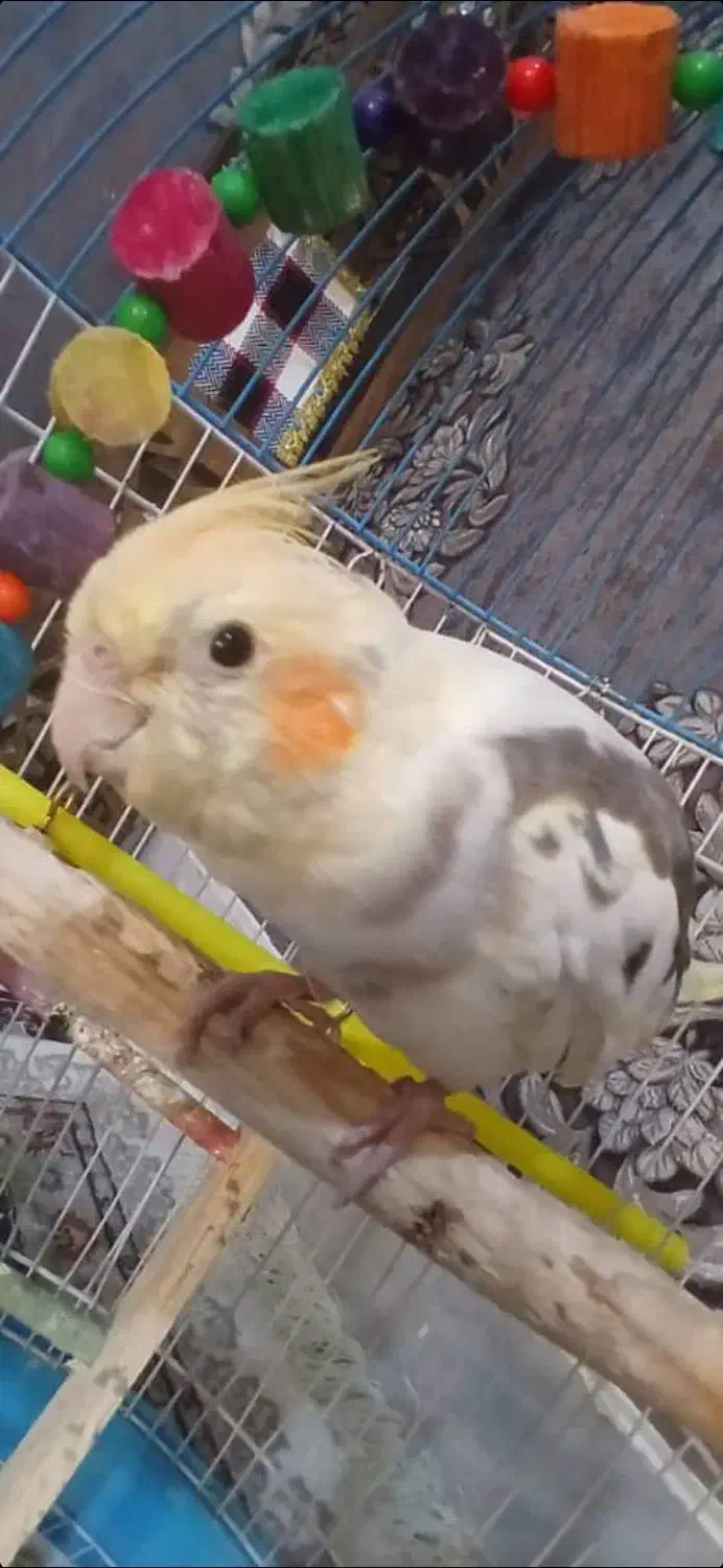 عروس هلندی|پرنده|بروجرد, |دیوار