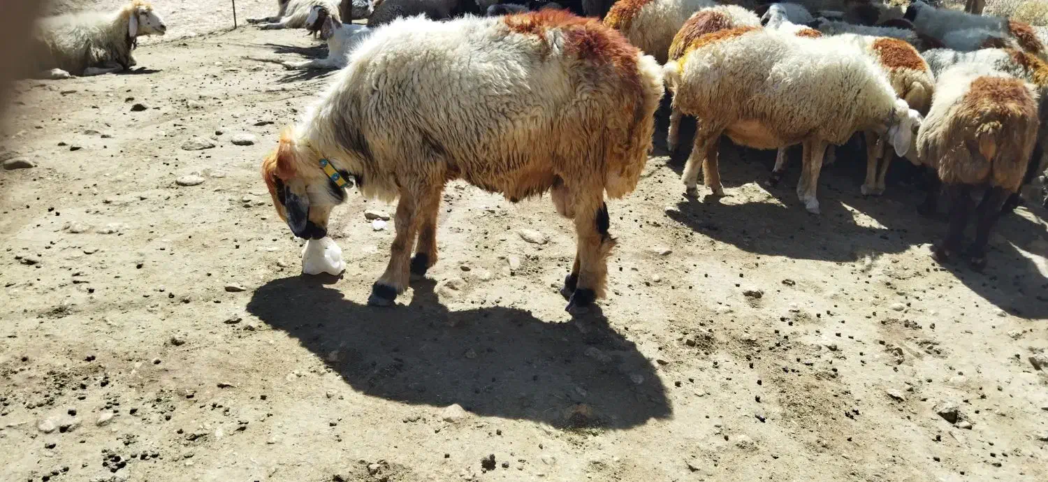 گوسفند قوچ|حیوانات مزرعه|ایوان, |دیوار