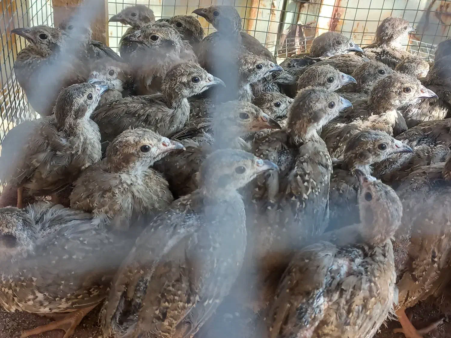 مرغ اردک کبوتر خروس مرغ عشق پلاکی پرنده زینتی|پرنده|اندیکا, |دیوار