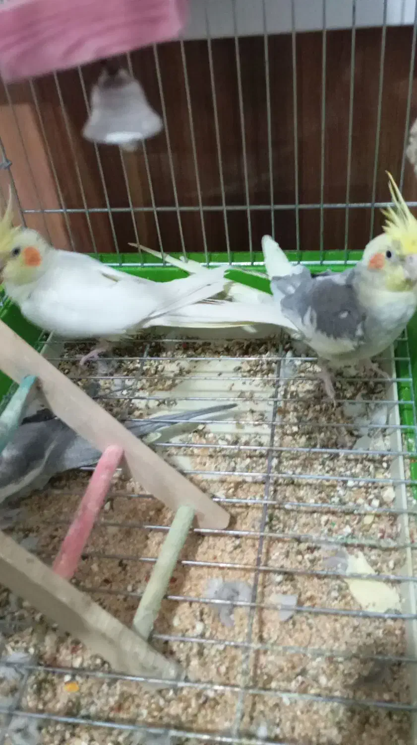 فروشی|پرنده|هشتگرد, شهرک راه آهن|دیوار