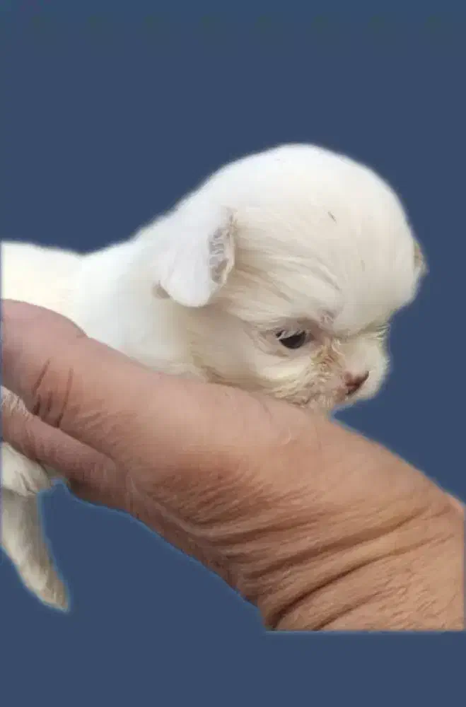 شیتزو سوپر فلت عروسکی|سگ|رشت, دیانتی|دیوار