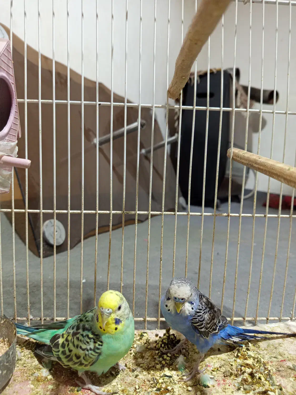 دو عدد مرغ عشق فروشی|پرنده|فردوس (خراسان), |دیوار