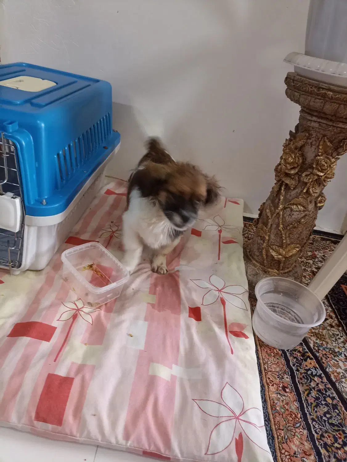 توله اشپیتز پامر|سگ|شیراز, ماه فیروزان|دیوار