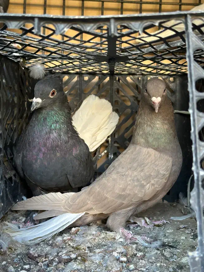 زاع دم سفید|پرنده|یزد, |دیوار