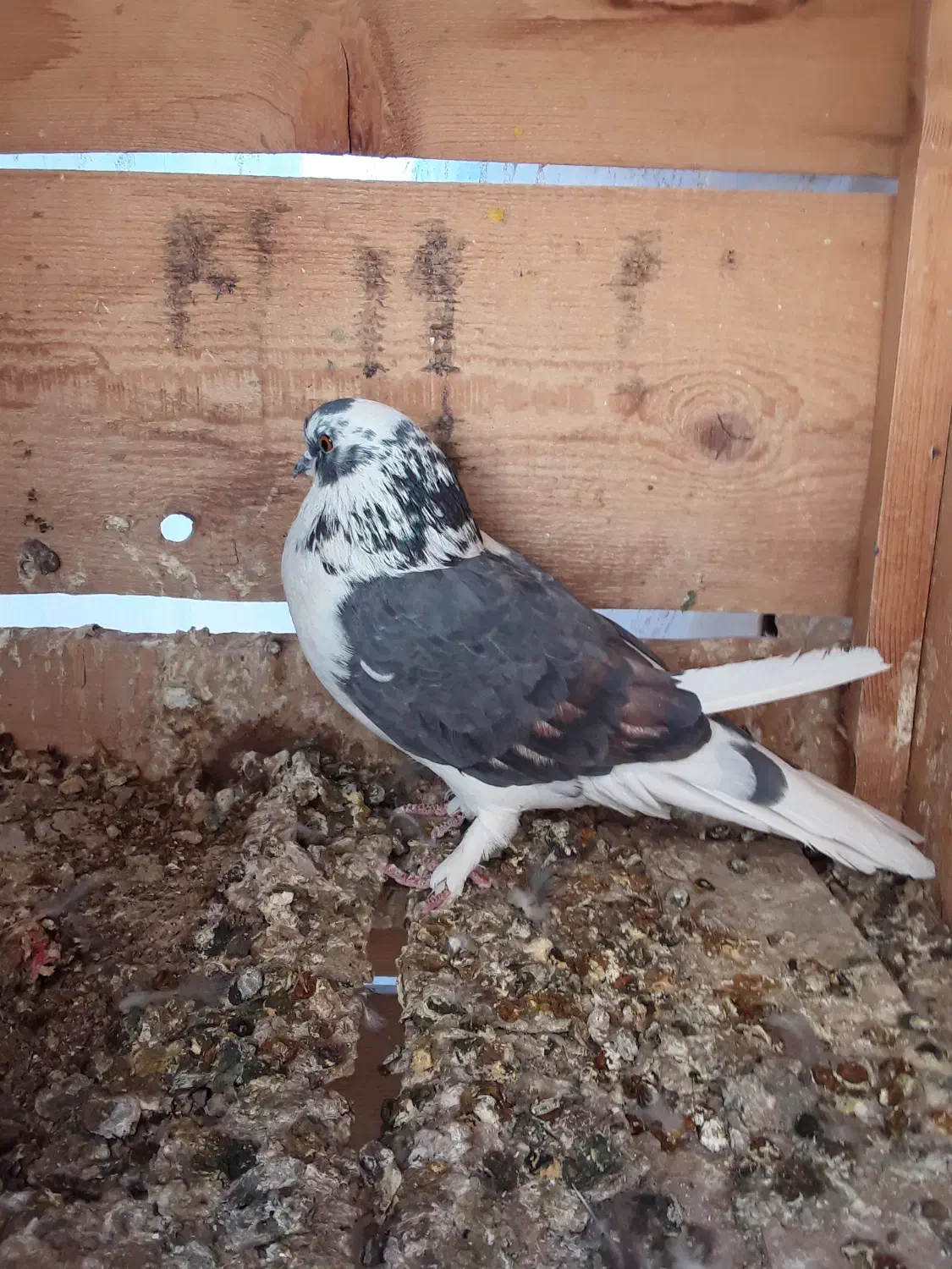 کبوتر|پرنده|ساوه, |دیوار