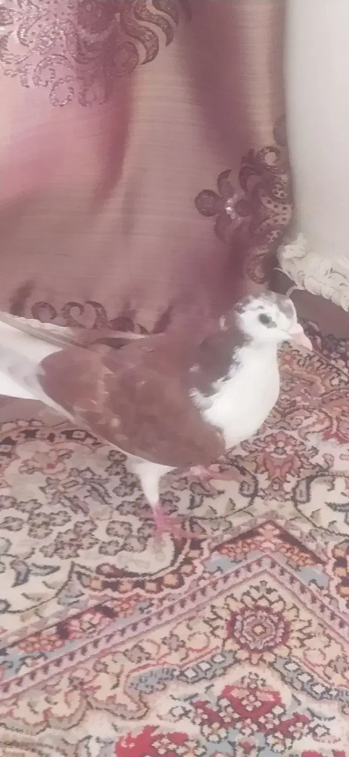 کبوتر سرخ|پرنده|اصفهان, سرتاوه|دیوار