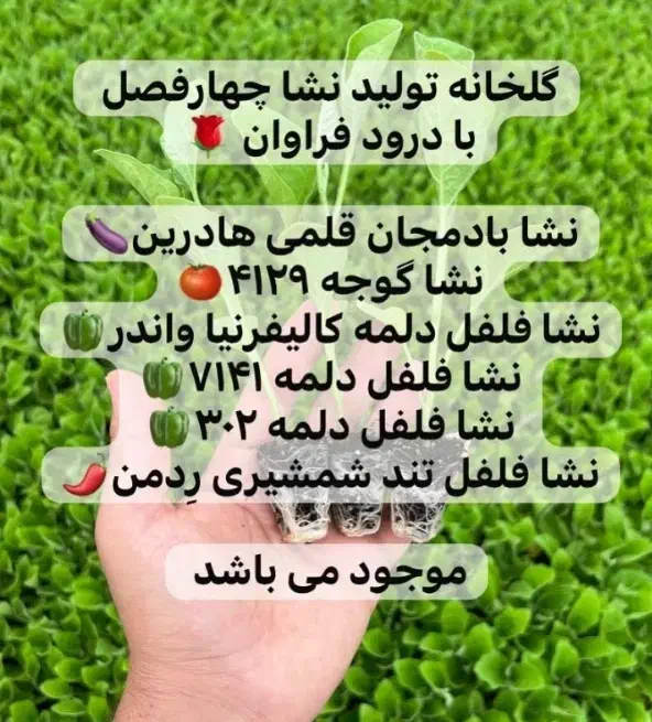 نشا گوجه بادمجان فلفل تند فلفل دلمه|خدمات باغبانی و درختکاری|سراوان, |دیوار