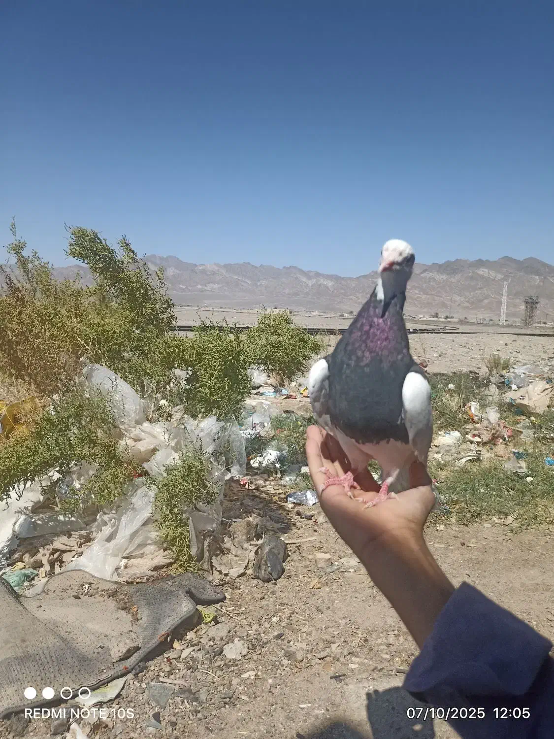 کبوتر دستی|پرنده|میرجاوه, |دیوار