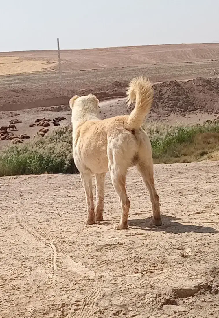 گمشده|حیوانات|دهگلان, |دیوار