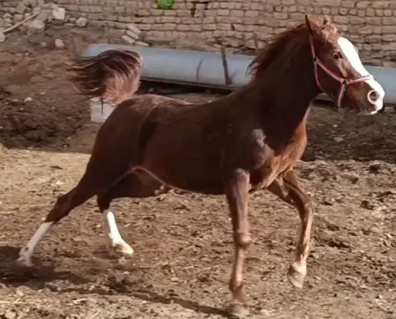 اسب|اسب و تجهیزات اسب‌سواری|معصومیه, |دیوار