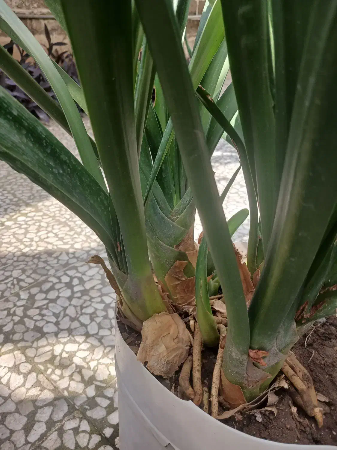 لوازم منزل و|کیف، کفش، کمربند|رشت, استادسرا|دیوار