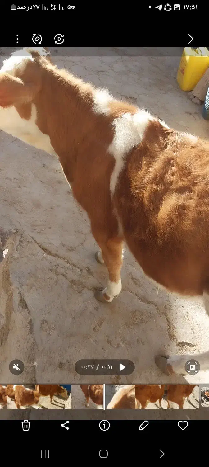 یک رآس گوساله سیمینتال درجه یک|حیوانات مزرعه|سراجو, |دیوار