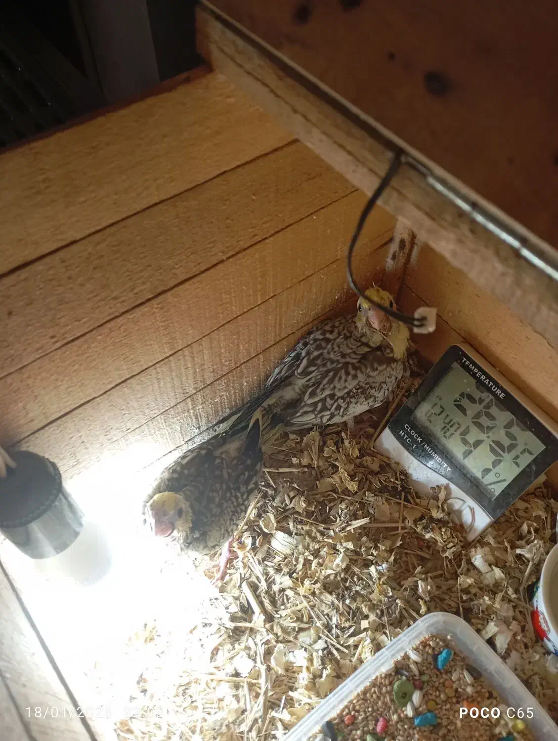 عروس هلندی جفت و جوجه|پرنده|تهران, تهرانسر غربی|دیوار