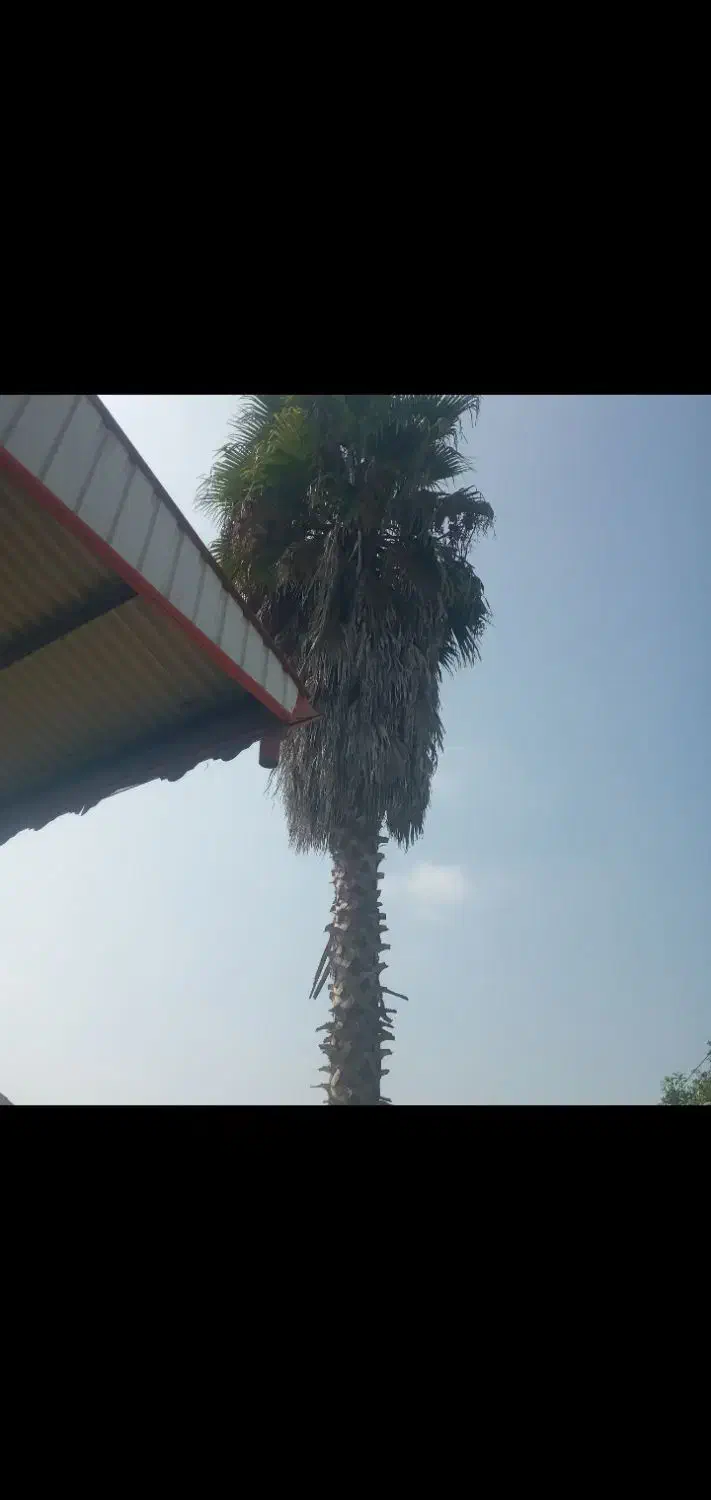 درخت پالم|گل و گیاه طبیعی|پره‌سر, |دیوار