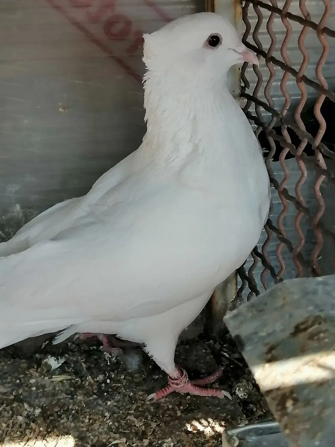 کبوتر|پرنده|شیراز, شهرک صادقیه|دیوار