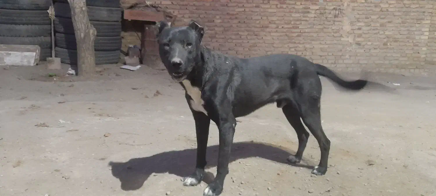 سگنر|سگ|بهار, |دیوار