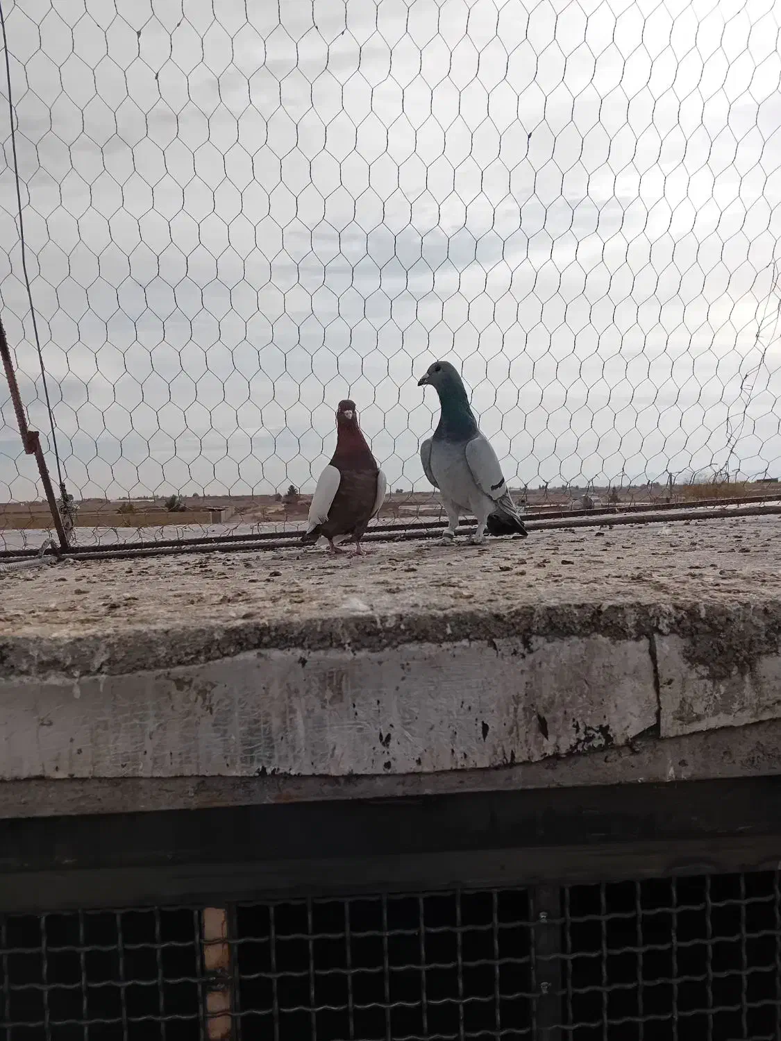 دوتا نر پریده|پرنده|رفسنجان, |دیوار