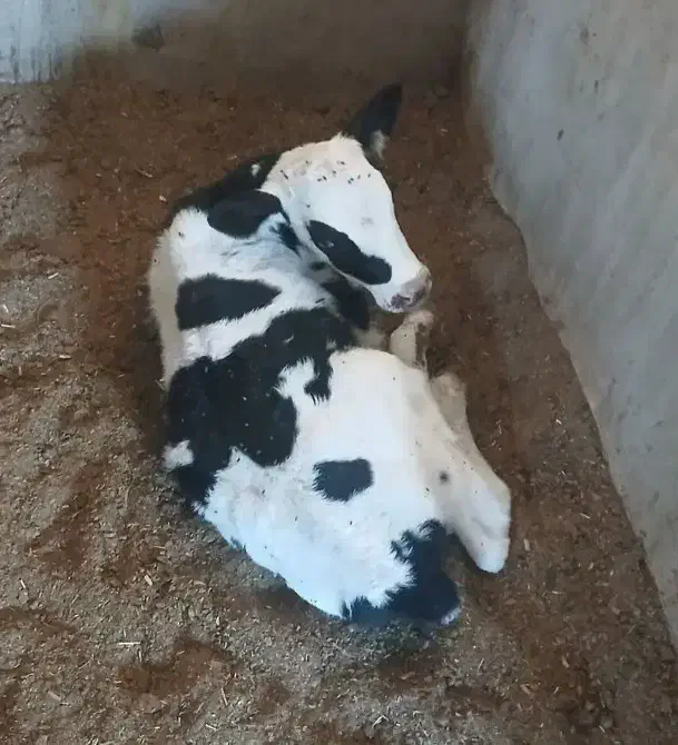 تلیسه،گاو با گوساله نر|حیوانات مزرعه|تربت جام, میان جام|دیوار