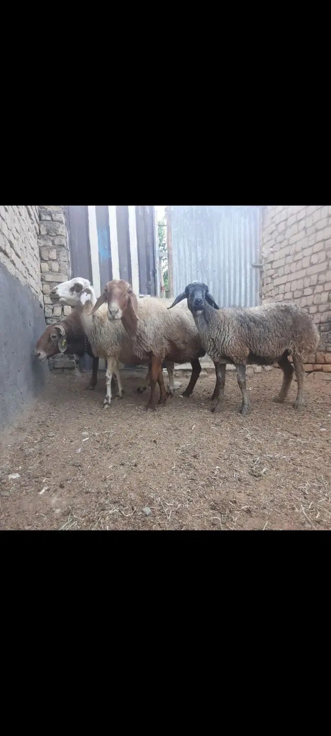 میش|حیوانات مزرعه|گلپایگان, |دیوار