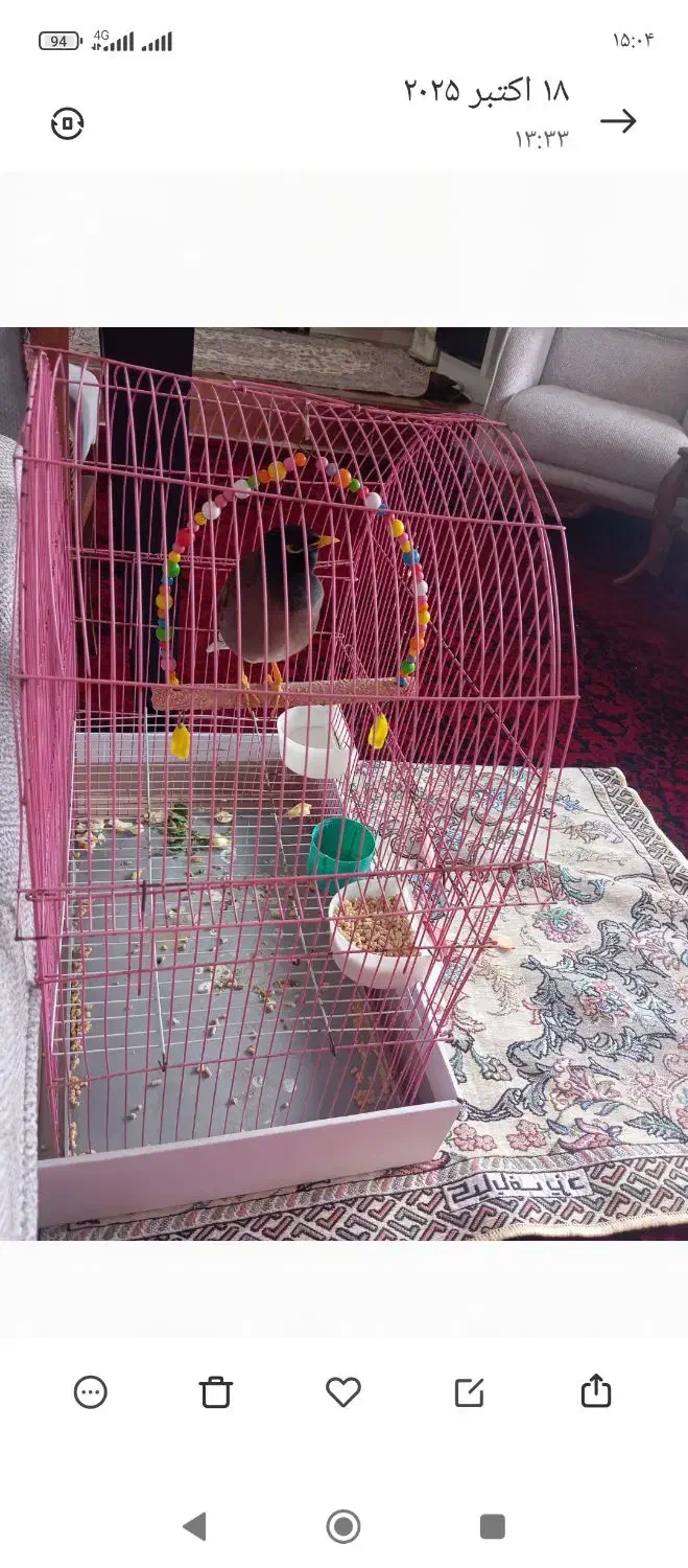 مرغ مینای سخنگو|پرنده|مشگین شهر, |دیوار