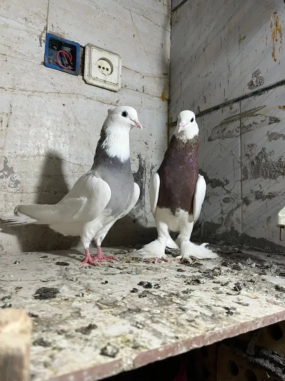 طوقی|پرنده|کارون, |دیوار