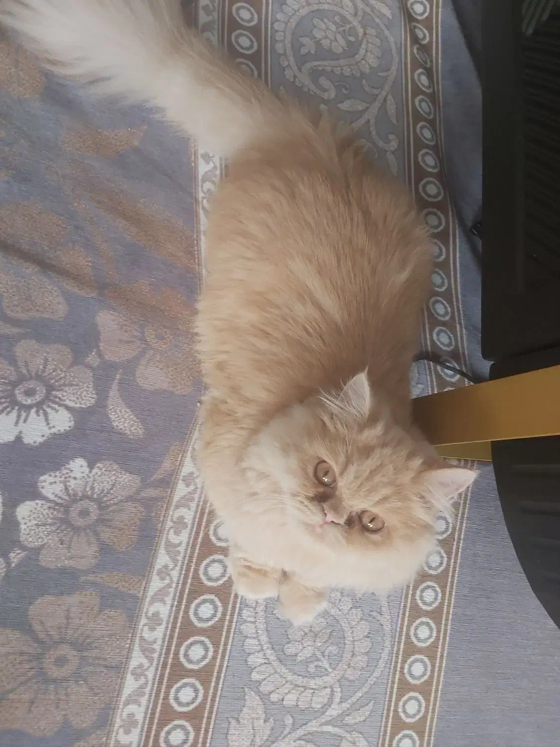 گربه خونگی|گربه|اردبیل, |دیوار