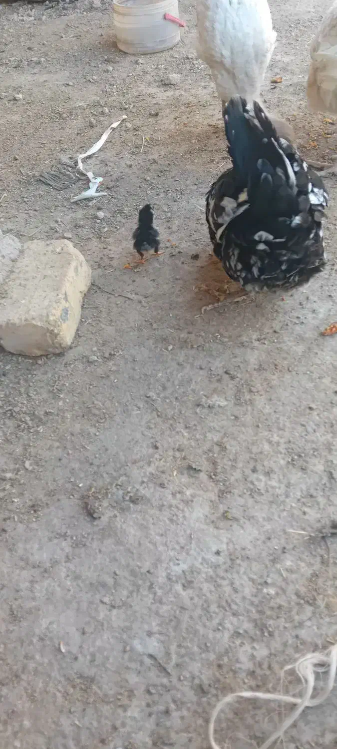 مرغ گلین و جوجه بوقلمون|حیوانات مزرعه|فولادشهر, زاینده رود|دیوار