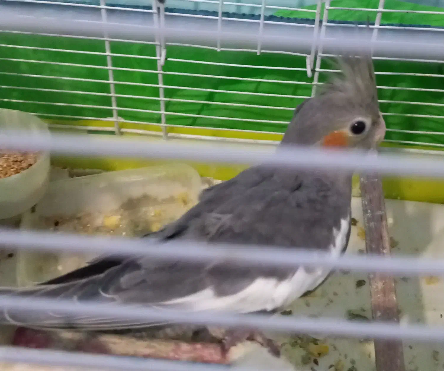 طوطی سالم جوجه|پرنده|رشت, یخسازی|دیوار