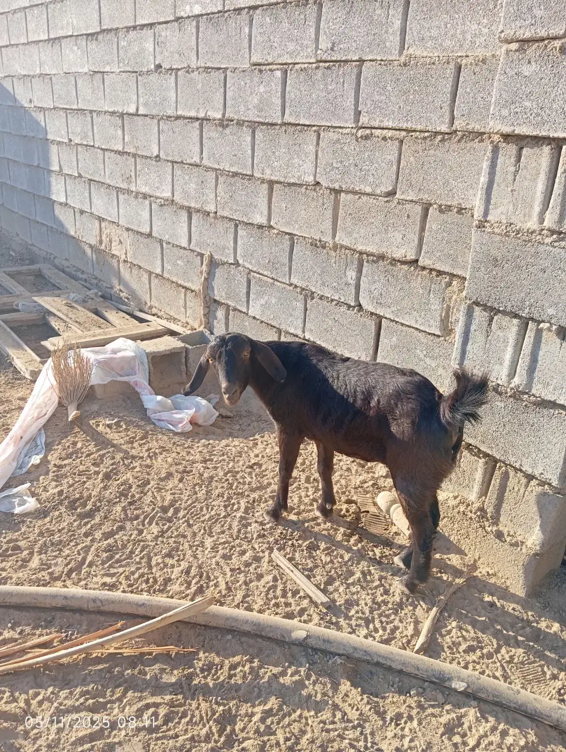 بز نجدی|حیوانات مزرعه|بندر ماهشهر, |دیوار