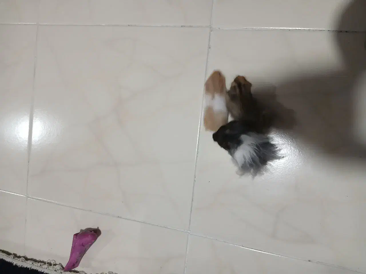 همستر|موش و خرگوش|اصفهان, فرح آباد|دیوار