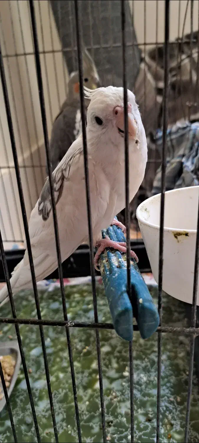 عروس هلندی گمشده|حیوانات|کاشان, عربها|دیوار