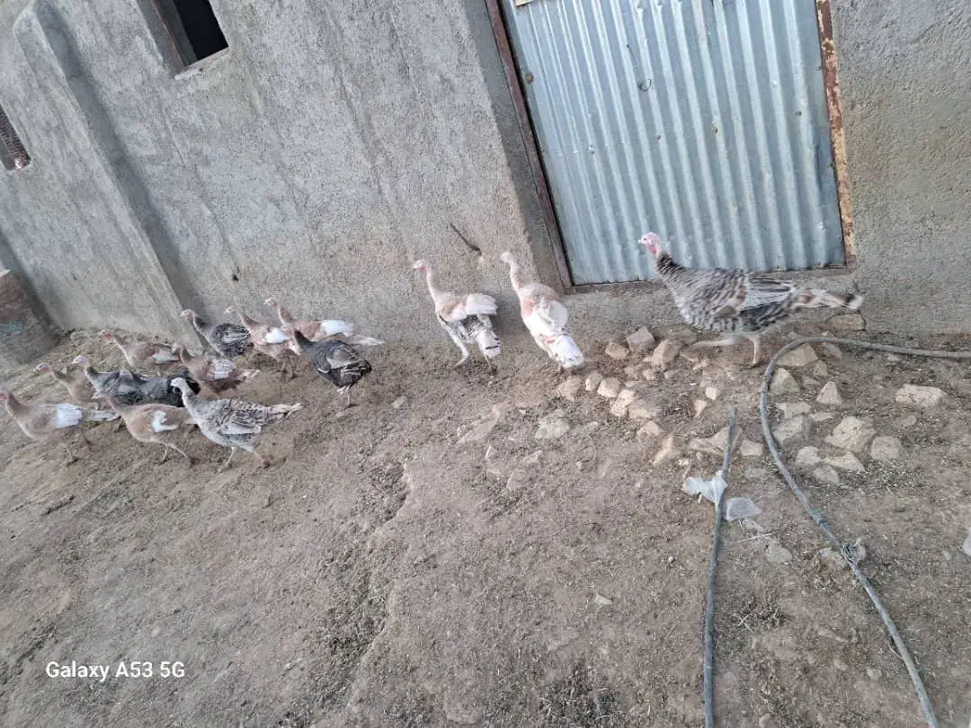 بوقلمون|حیوانات مزرعه|خنجین, |دیوار