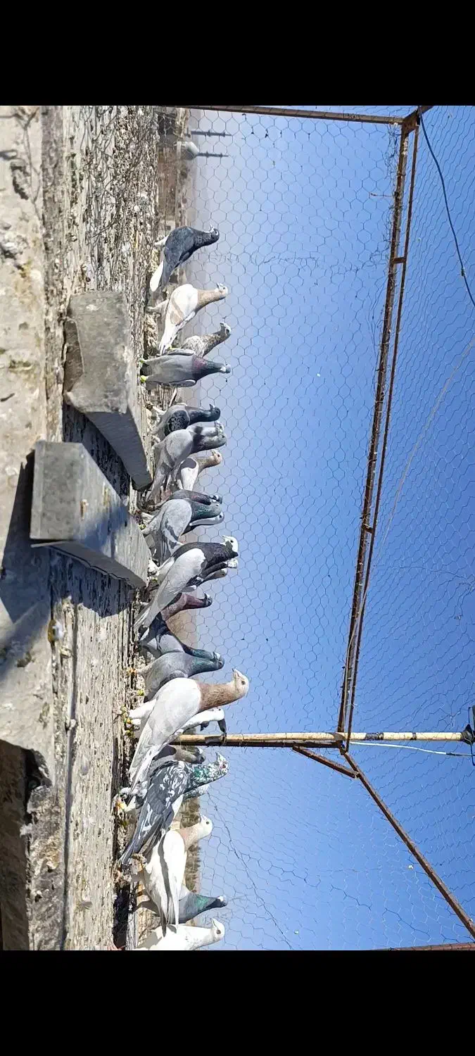 دسته کفتری پلاکی رنگی|پرنده|مشهد مرغاب, |دیوار