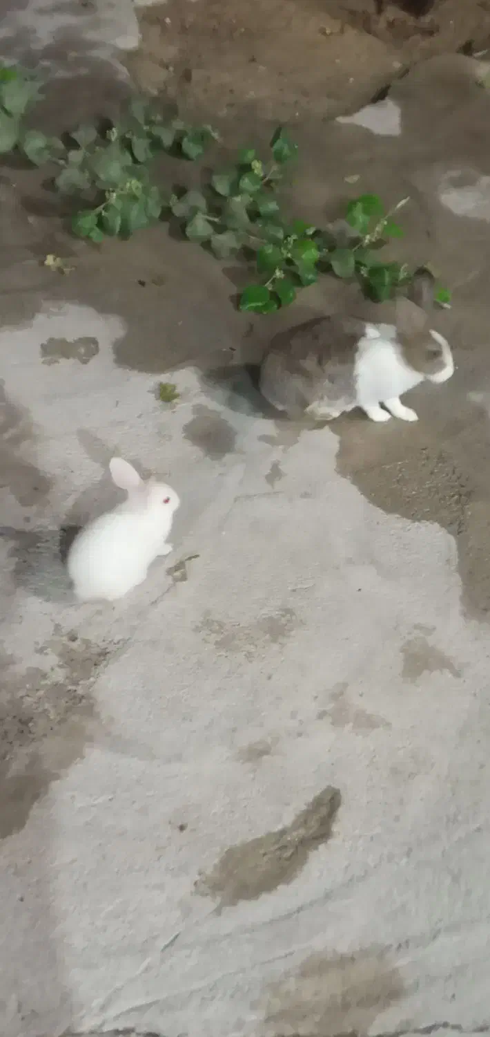 خرگوش نر و ماده|موش و خرگوش|کازرون, |دیوار