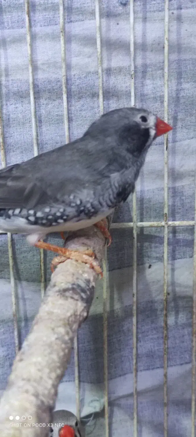 فنچ|پرنده|اراک, |دیوار