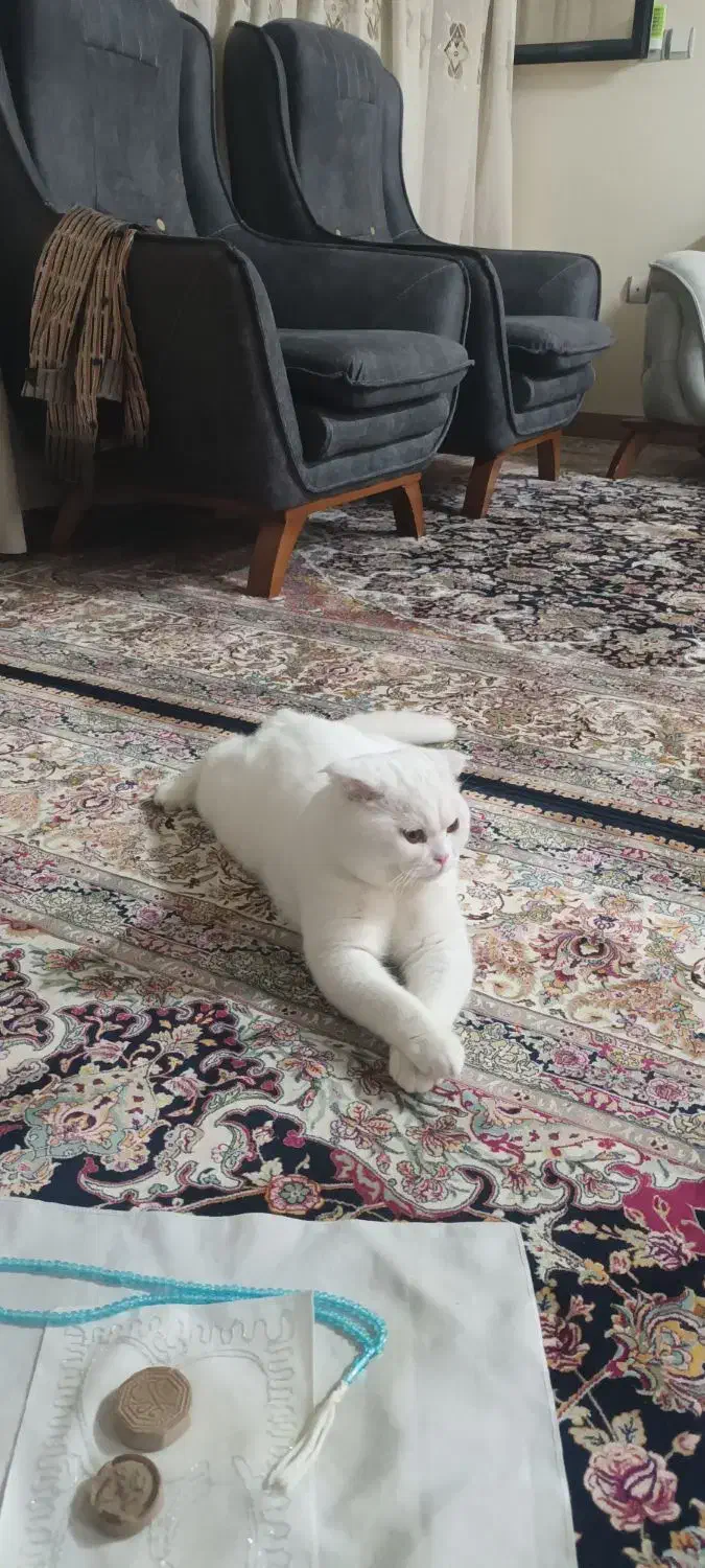 گربه اسکاتیش فولد|گربه|بیرجند, |دیوار