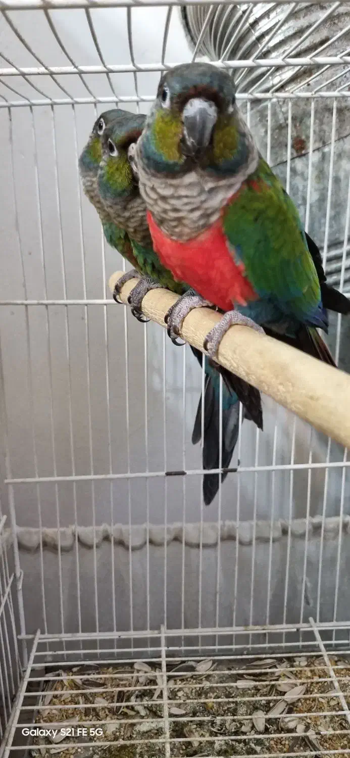 جوجه کریمسون داخلی نر و ماده|پرنده|مشهد, کارمندان دوم|دیوار