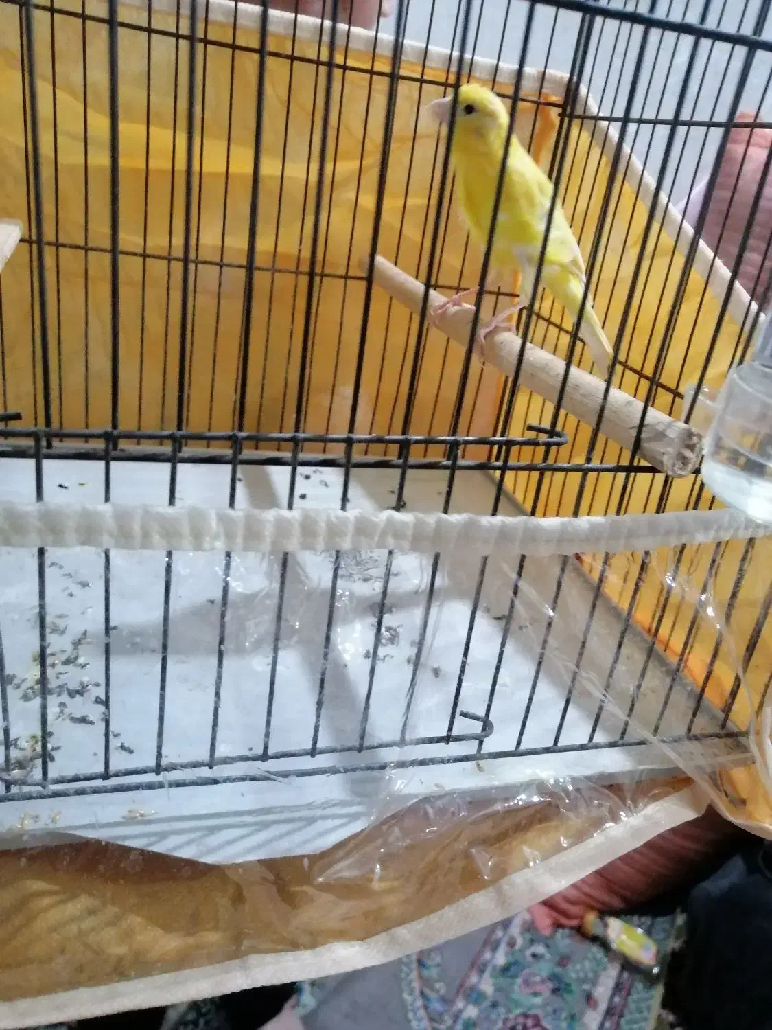 قناری نر سالم|پرنده|تبریز, |دیوار