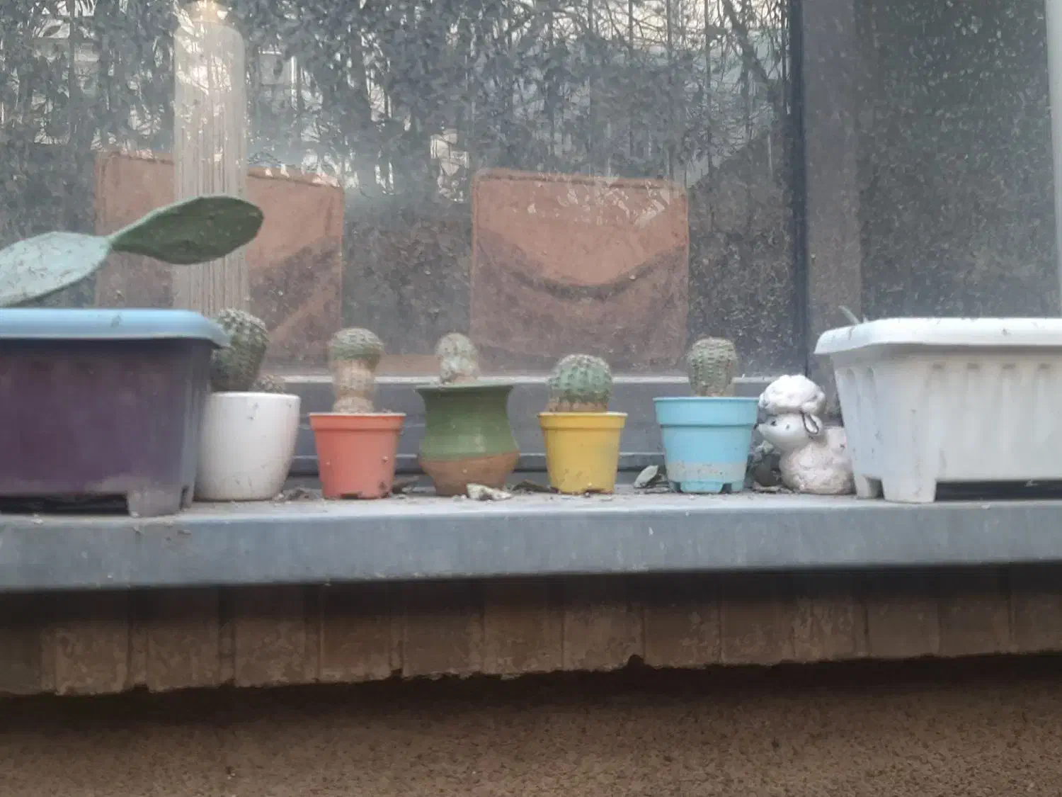 ۶۰ عدد کاکتوس با گلدان های متفاوت همه باهم|گل و گیاه طبیعی|تهران, تهرانپارس غربی|دیوار