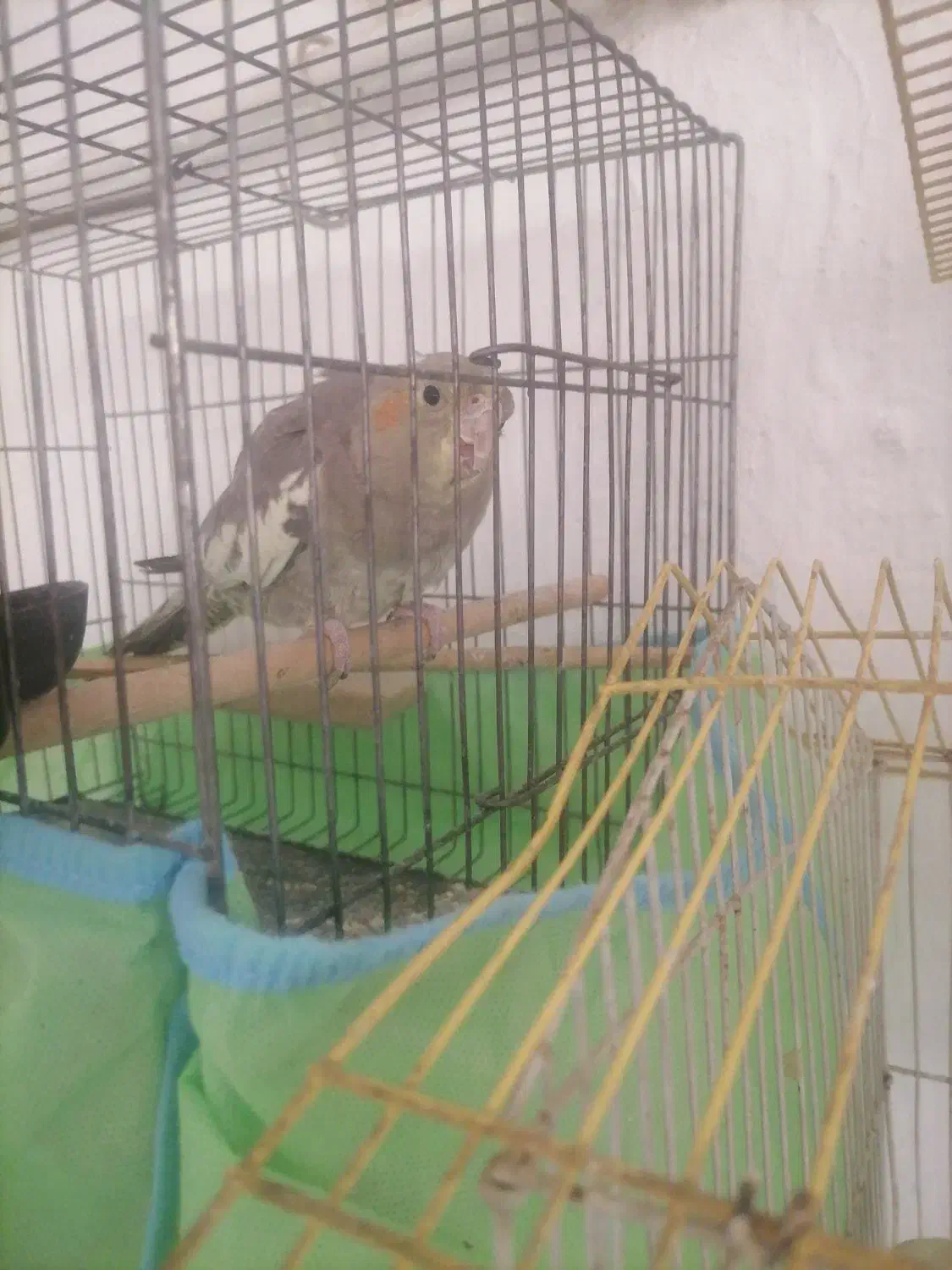 عروس هلندی|پرنده|سرپل ذهاب, |دیوار