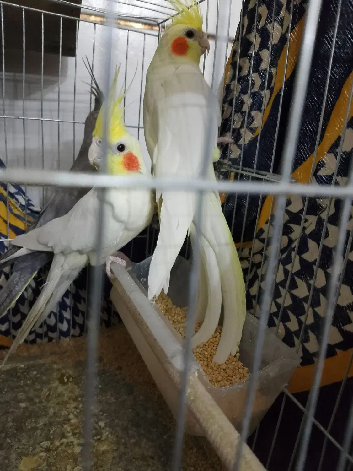 عروس هلندی|پرنده|بافق, |دیوار